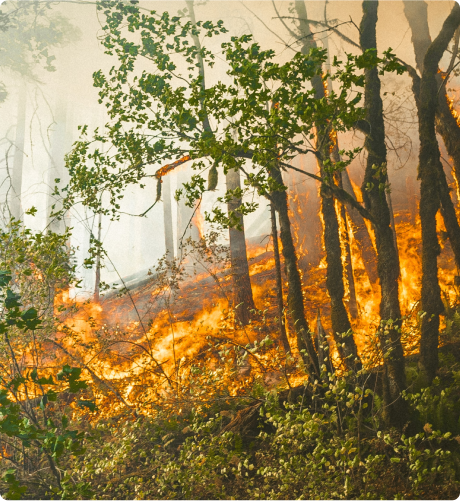 trees burning in a forest