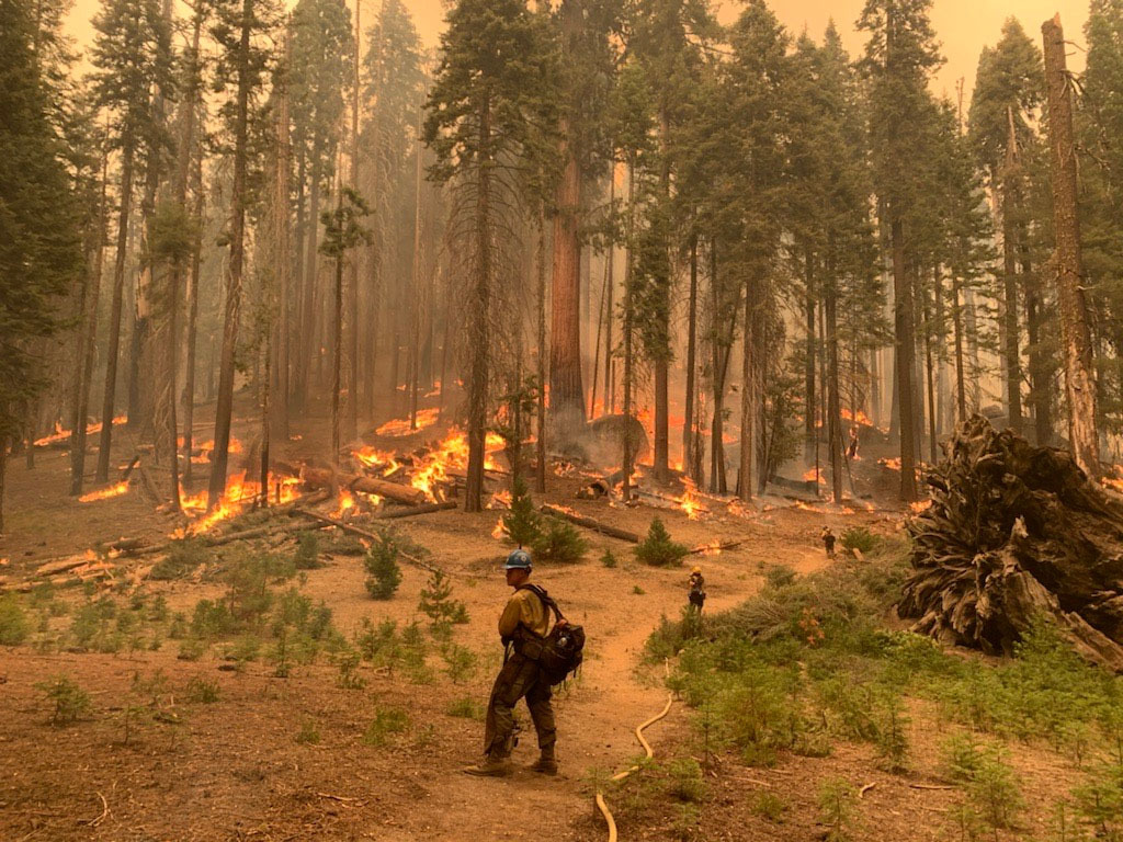 Firefighters stand along a fireline monitoring a burnout operation intended to re-introduce low intensity fire into a fire-adapted mixed conifer forest in the Sequoia National Park (September 2021). https://en.wikipedia.org/wiki/KNP_Complex_Fire#/media/File:2021_KNP_Complex_Fire_burnout_operation.jpg National Park Service Public Domain
